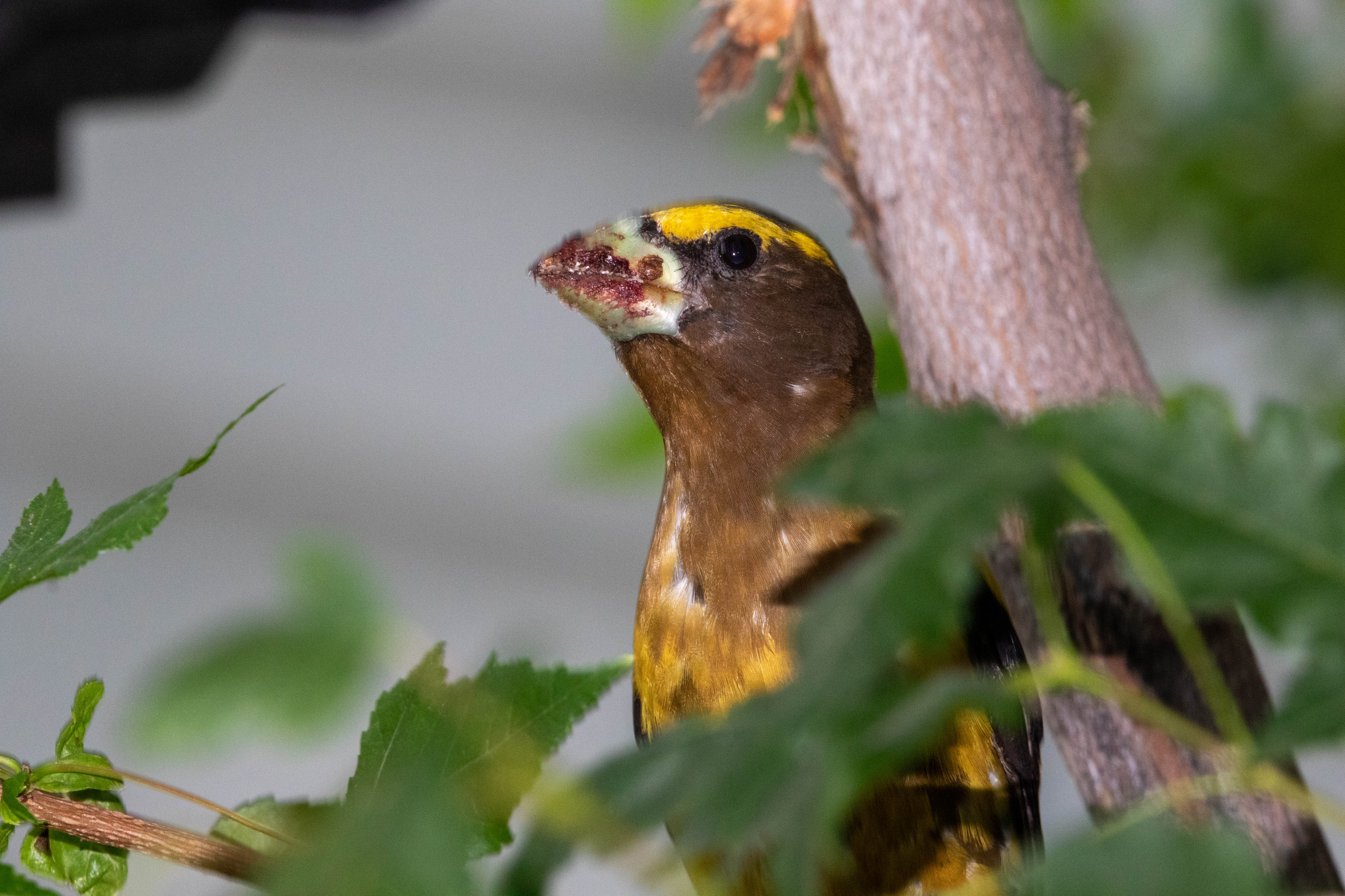 Evening Grosbeak Dark Sky 6n3a0054 