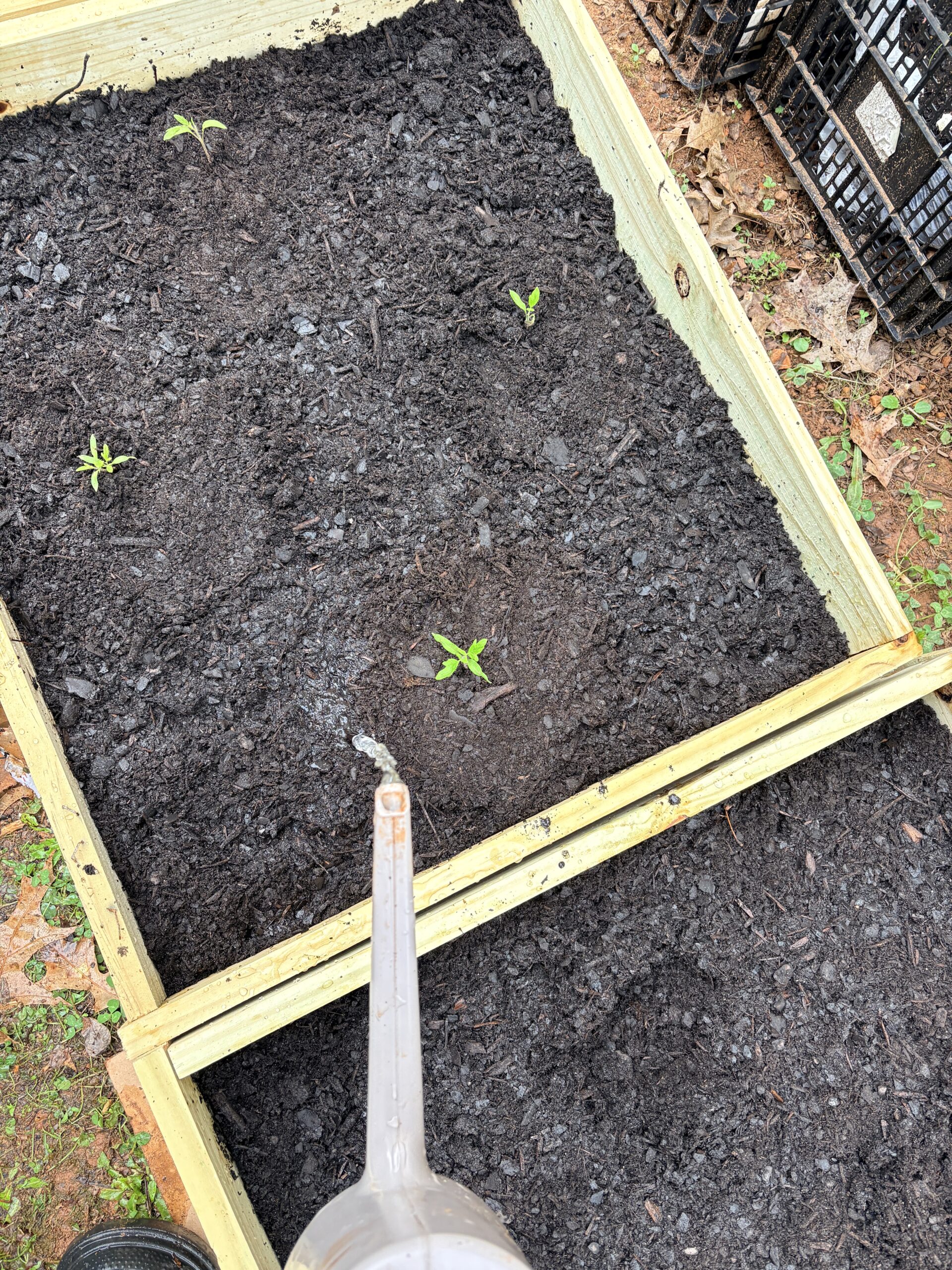 how to grow more and spend less: Seedlings moistening