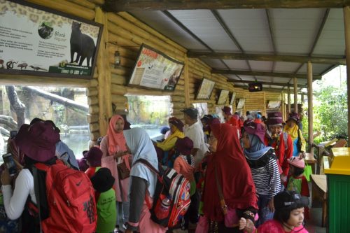 TK Islam Darunnajah Karya Wisata Ke Taman Safari