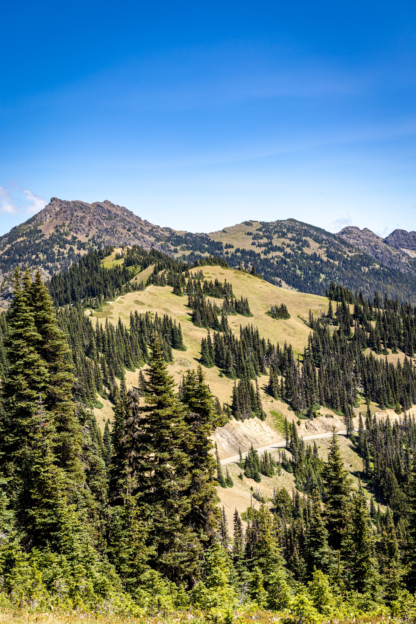 Alpine meadows and evergreen islands below Hurricane Ridge