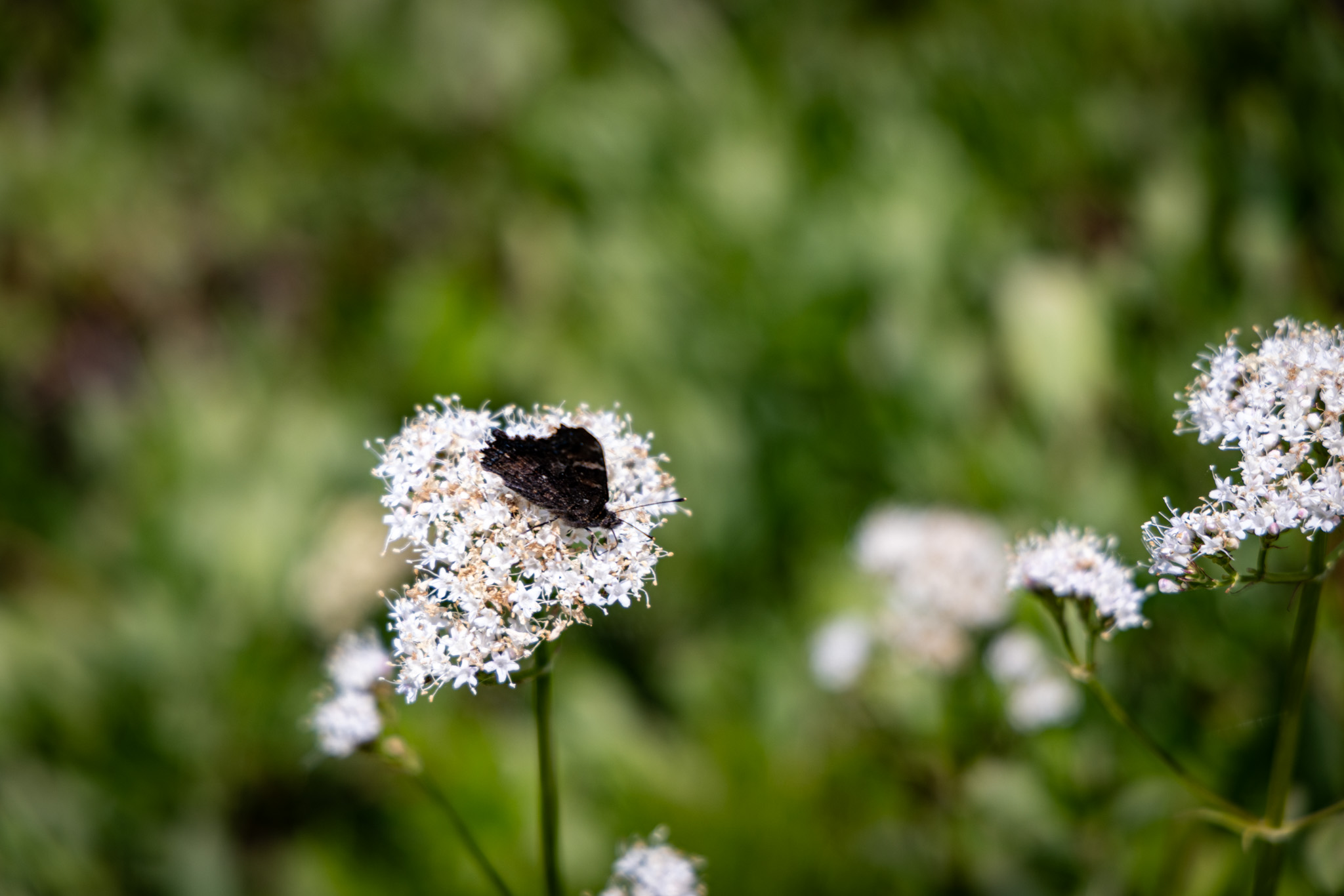 A butterfly feeding among white subalpine flowers