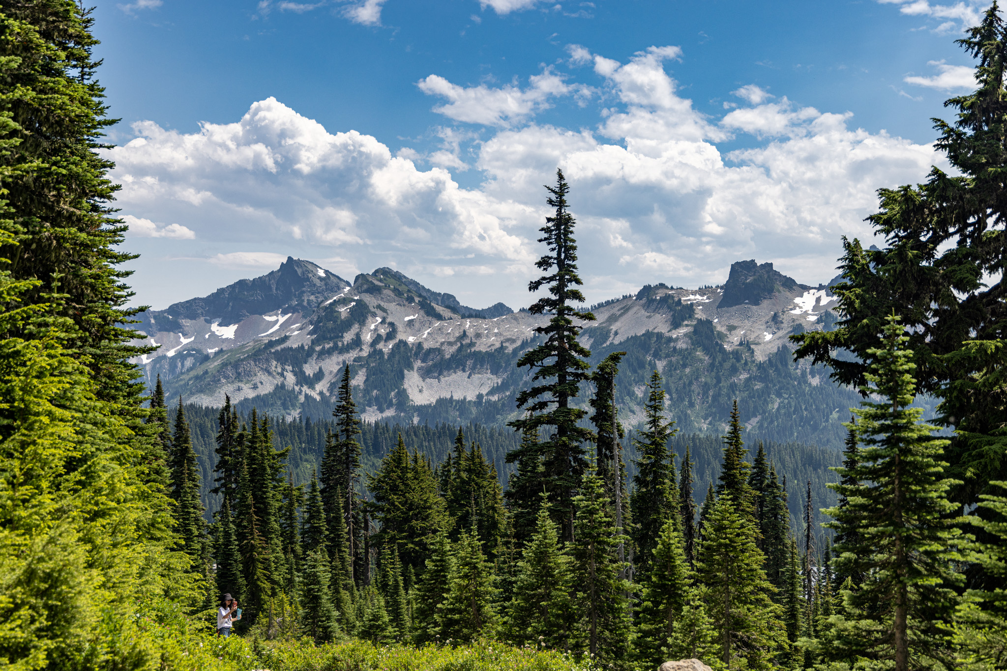 Mountain ridges framed by tall evergreen trees