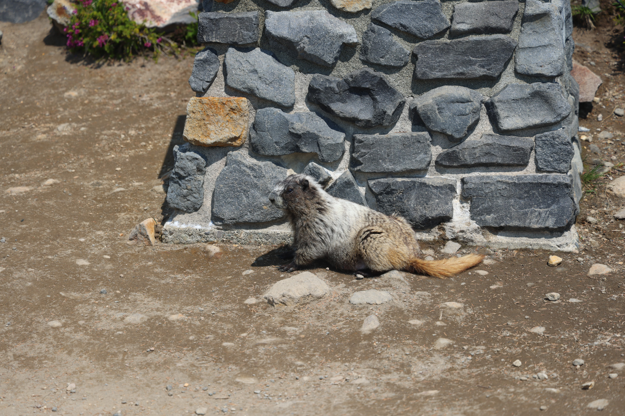 A marmot resting beside a stone monument at Paradise