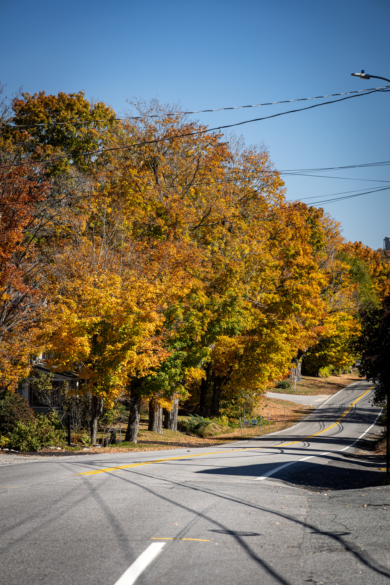 Road disappearing under a canopy of orange trees