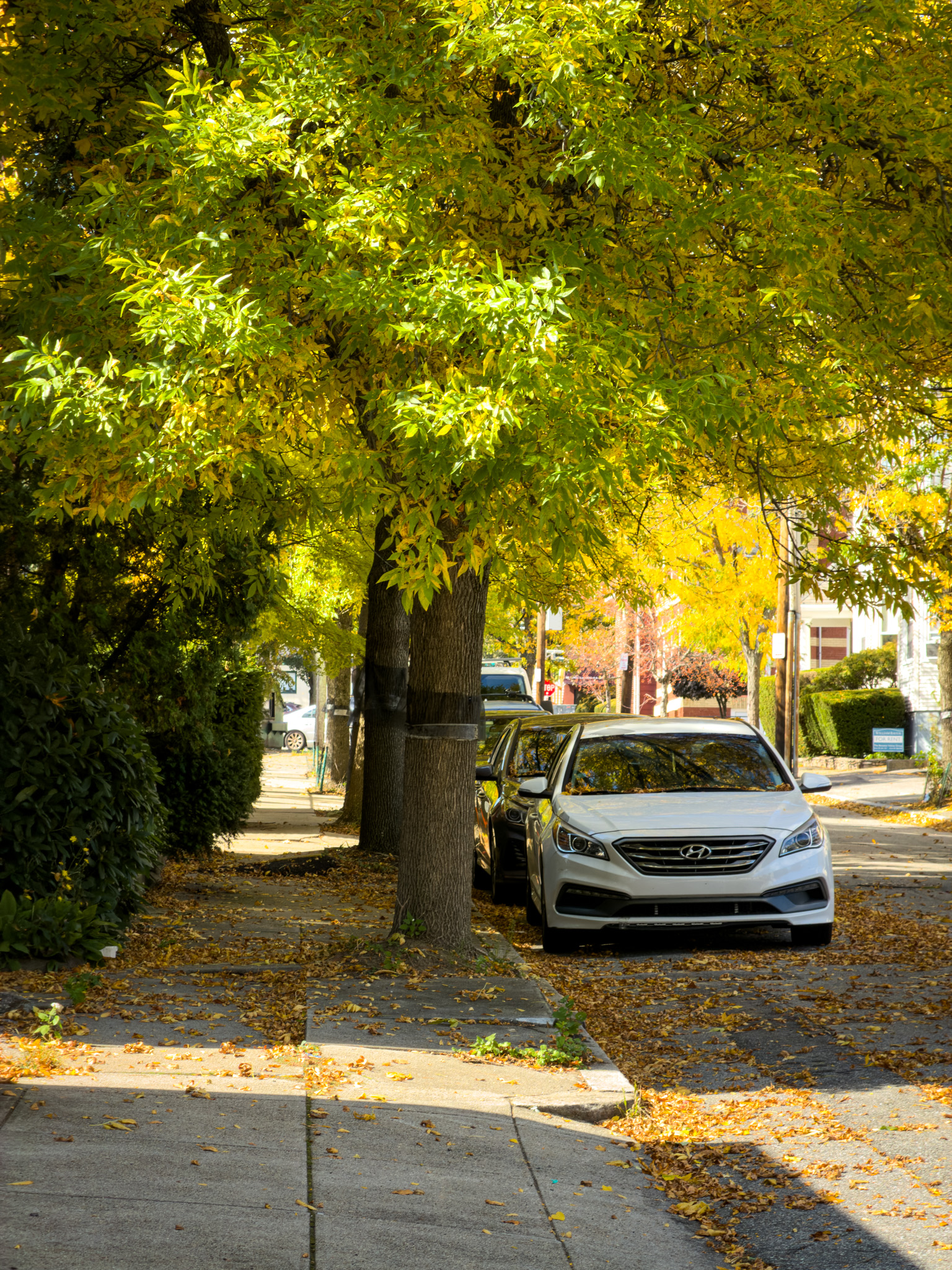 Yellow maple over a sidewalk on College Hill
