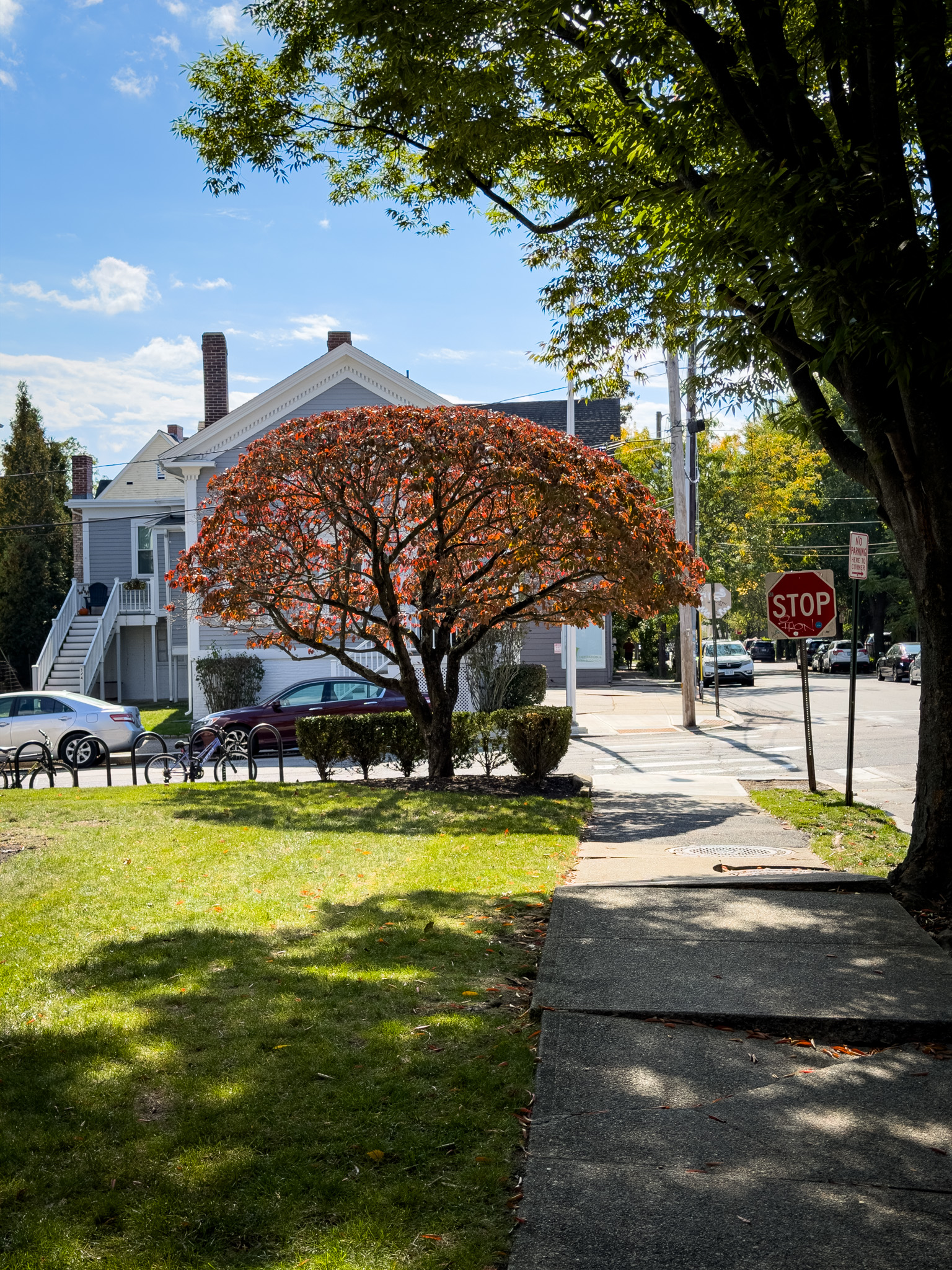 Red maple on a corner lawn in Providence
