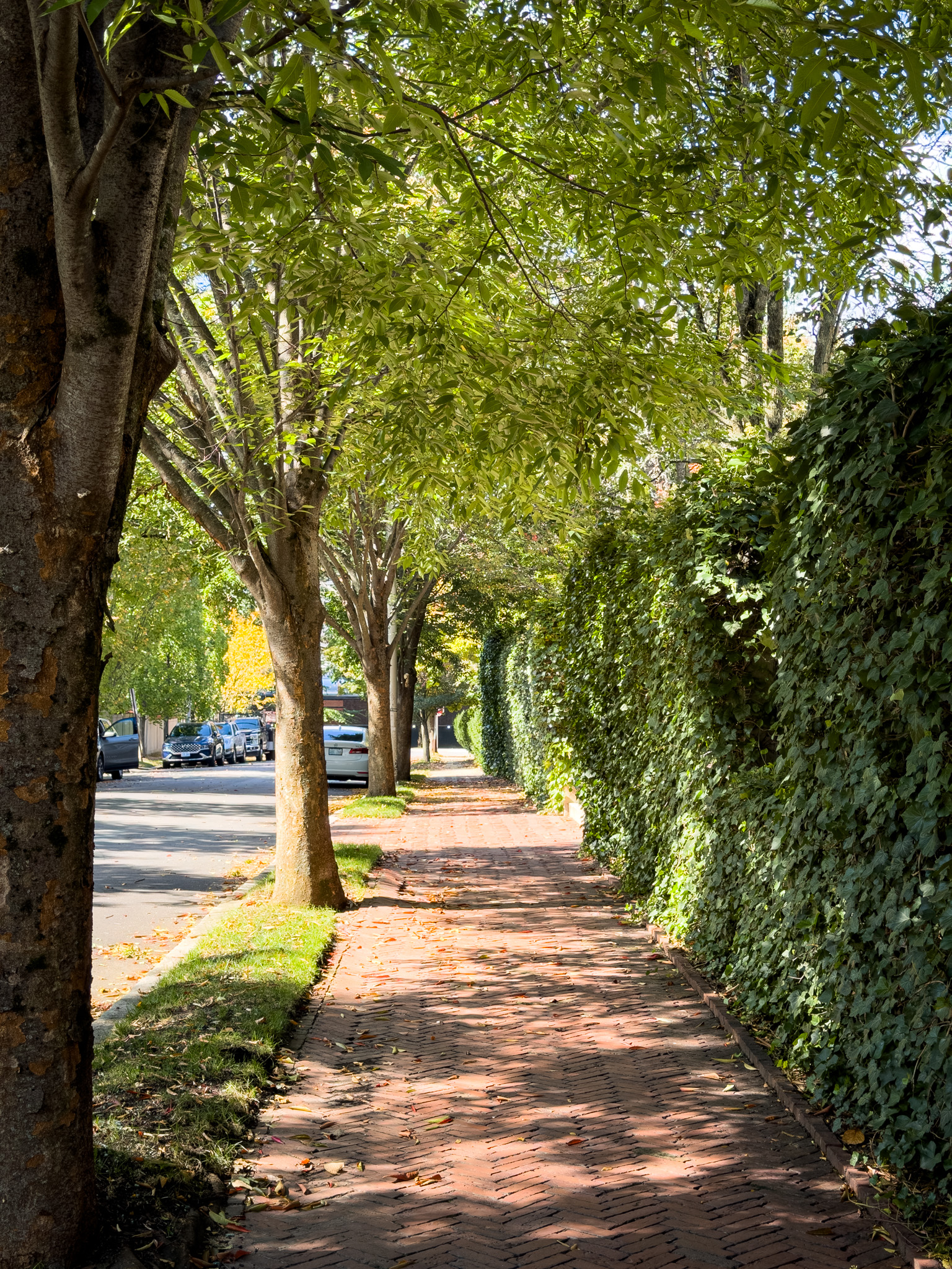 Brick sidewalk lined with trees and a hedge