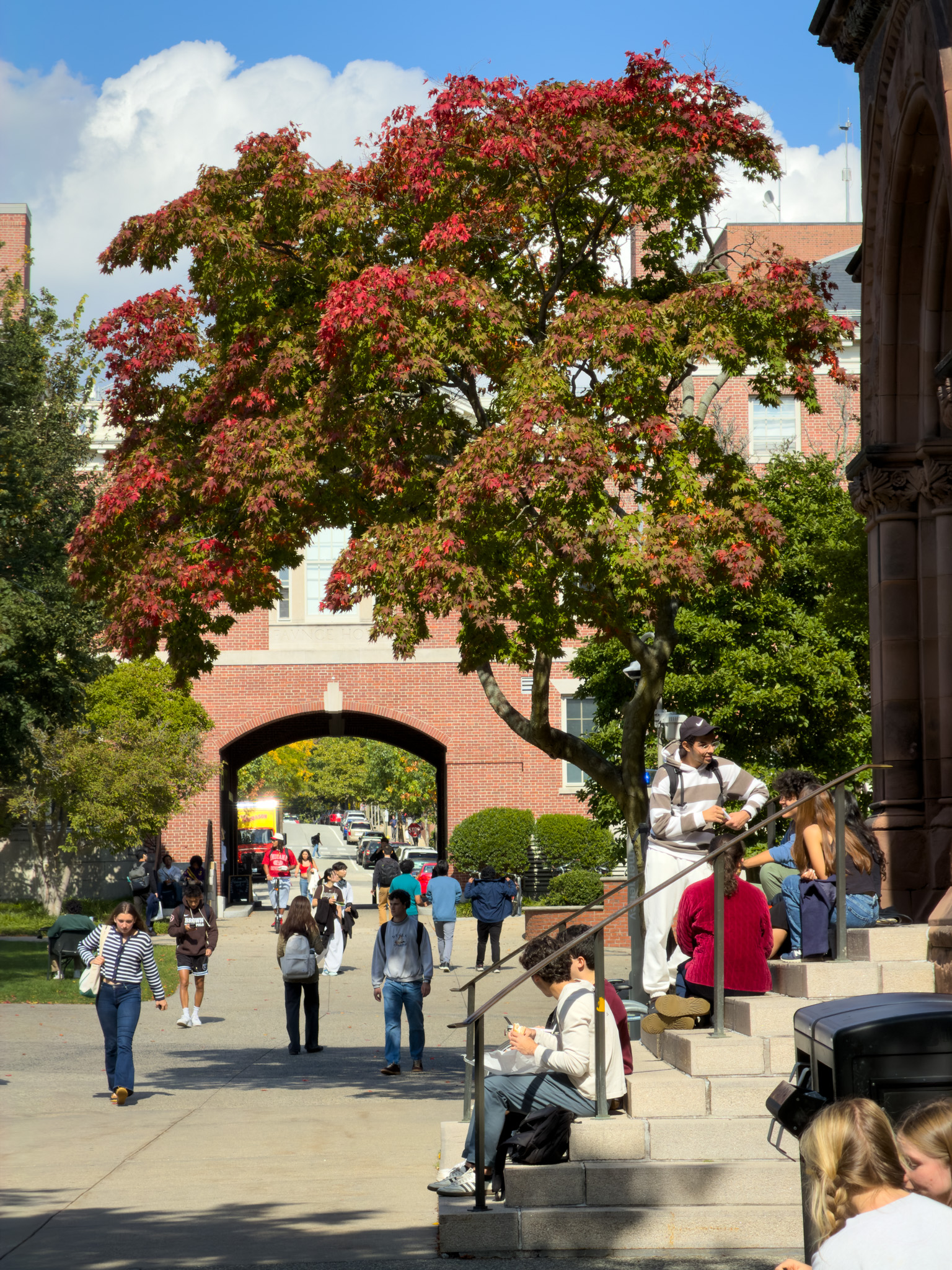 Students under a red maple on the Brown campus