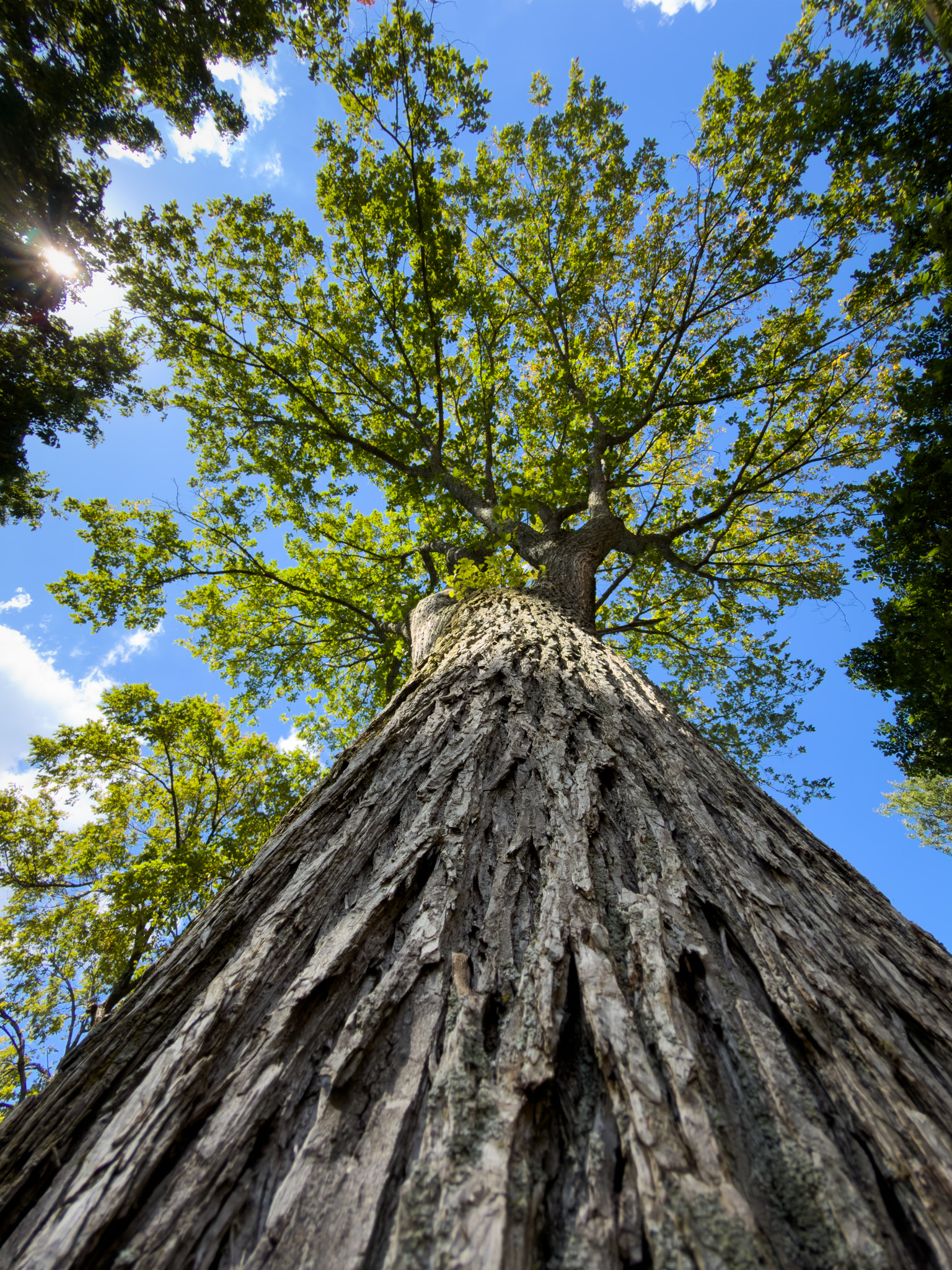 Looking straight up the trunk of a tall tree