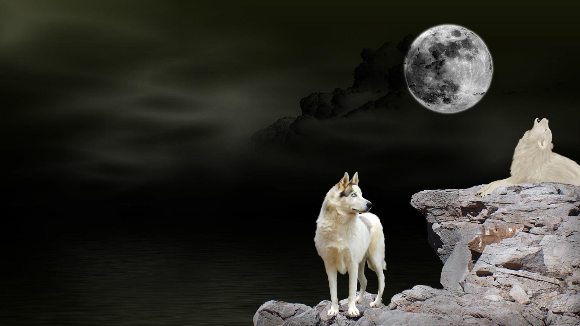 Gratuito Download immagini Howling Acque Lupo Hd Sfondo Del Desktop Widescreen L Alta aggiornato da parte di