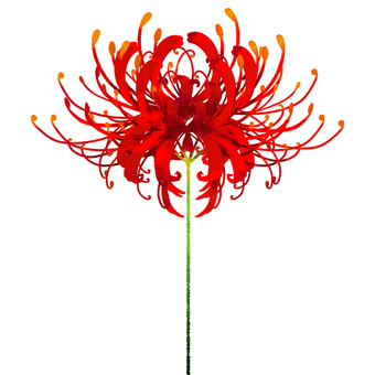 彼岸花畫彼岸花繪製方法 Irmanw