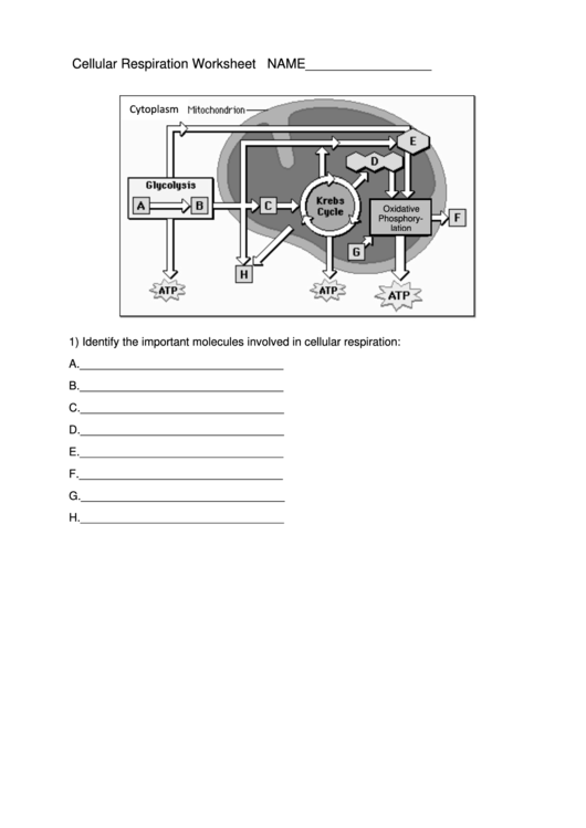 Cellular respiration worksheet template printable pdf download