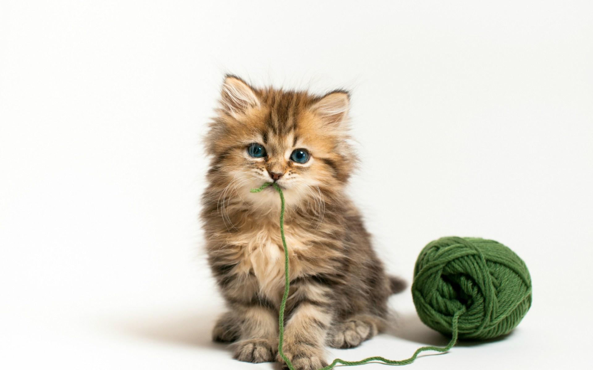 Hd kitten with yarn ball wallpaper