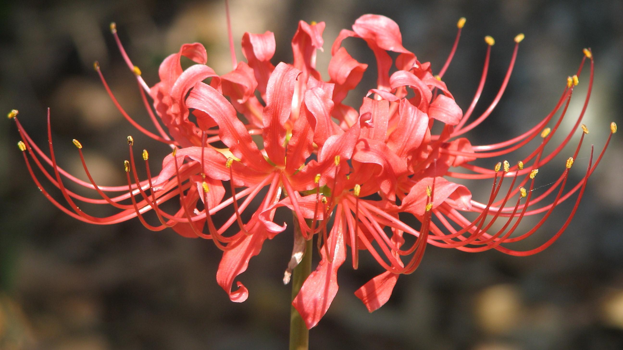 hd red spider lily background wallpaper download free on red spider lily wallpapers