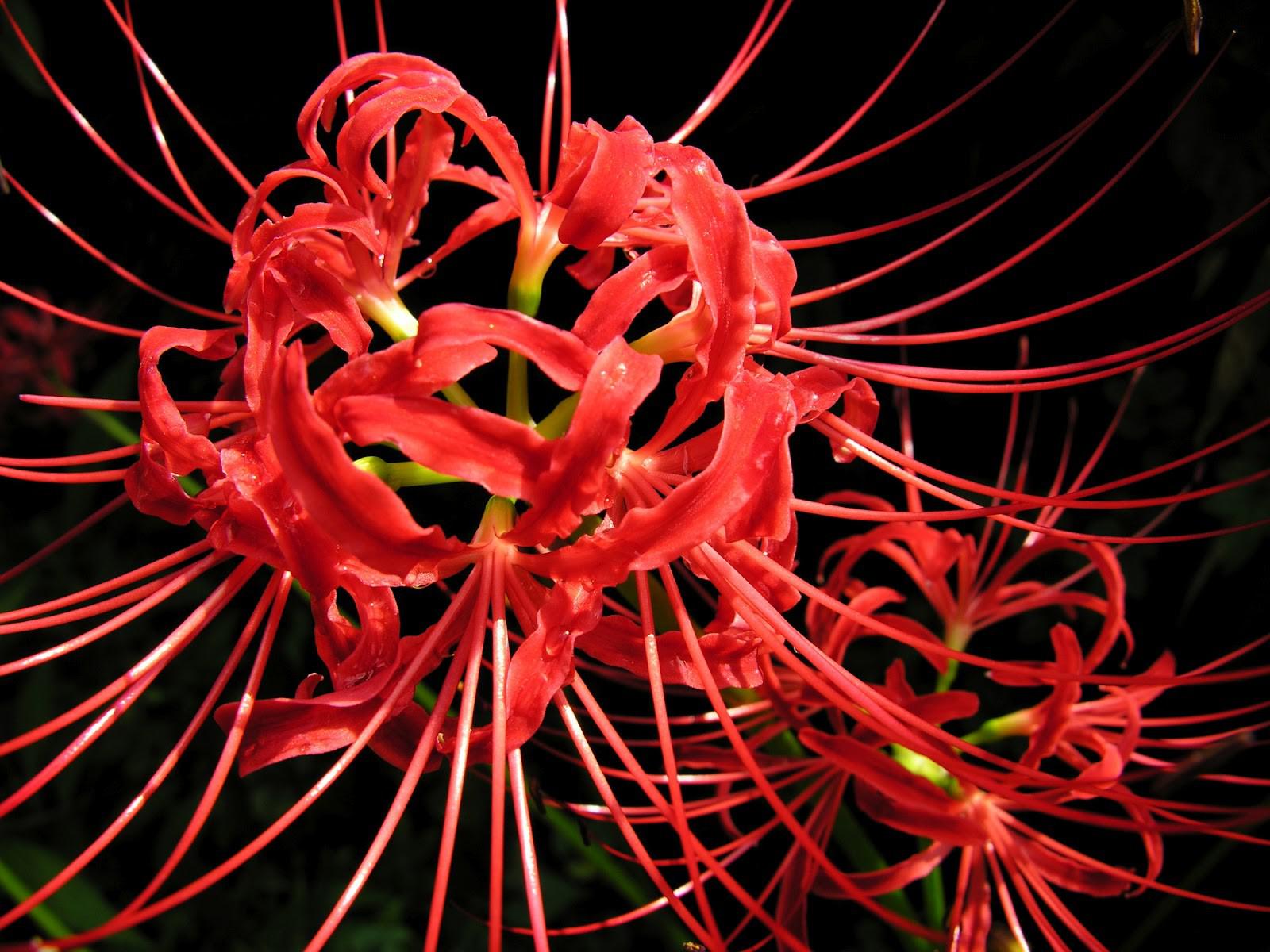 hd red spider lily widescreen wallpaper download free on red spider lily wallpapers