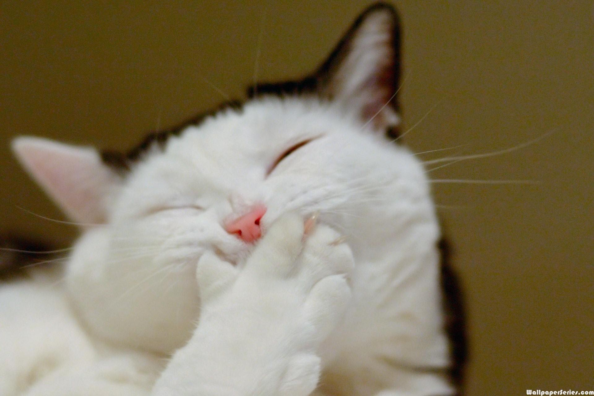 Hd smiling cat wallpaper