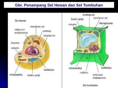 Yuk Simak Struktur Dan Fungsi Organel Sel Ppt [Terbaru] 