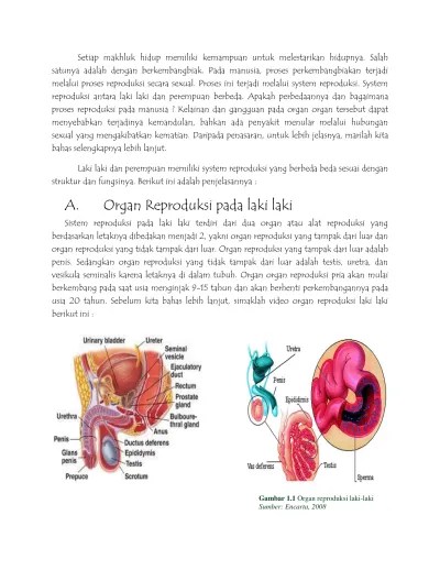 Kali ini dikemukakan beberapa butir soal ulangan harian berbentuk uraian pada konsep sistim reproduksi pada manusia. Bab 03 Sistem Reproduksi Pada Manusia Latihan Soal