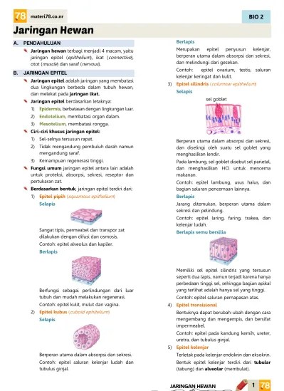 Lks matematika lanjutanbab vii transformasi geometri a. Jaringan Hewan Bio 2 A Pendahuluan B Jaringan Epitel Jaringan Hewan Materi78 Co Nr Berlapis