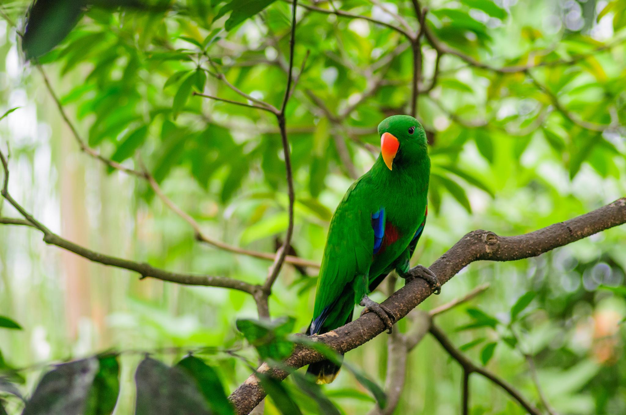 Wallpaper Burung Beo, Burung, Pohon Hd: Widescreen: Definisi Tinggi: Fullscreen 1360_X_2048_jpg