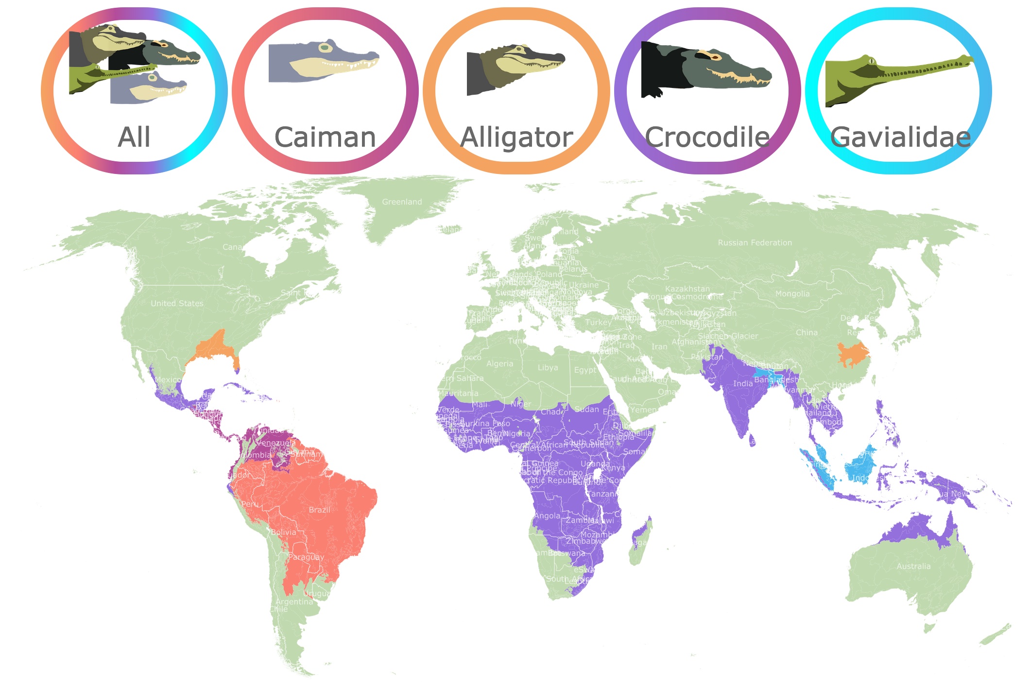 The Of American Alligators A Crocodiles 
