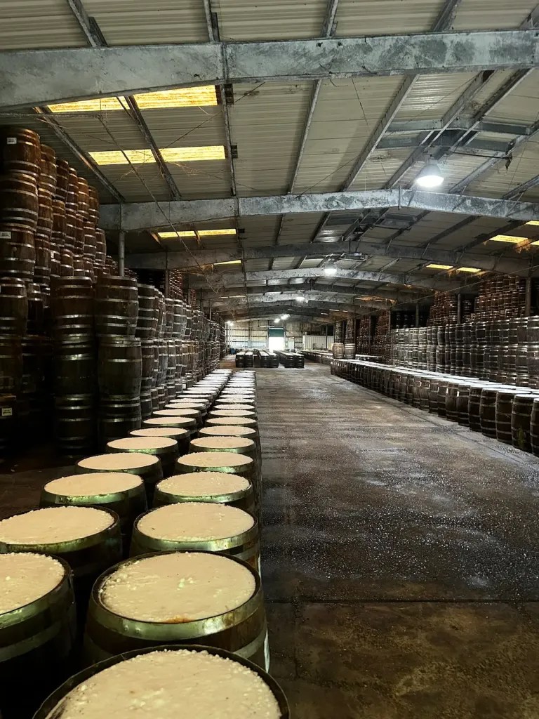 Barrels full of Tabasco with salt on their lids in a warehouse