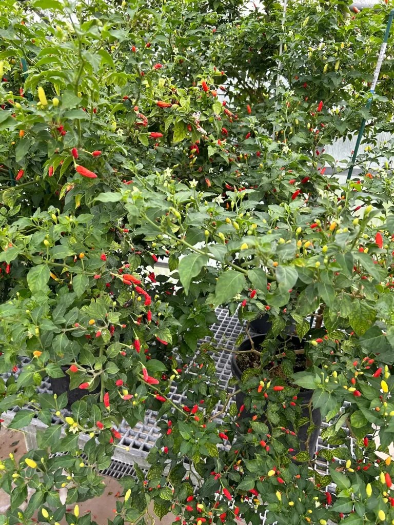 Tabasco plants with green and red peppers growing