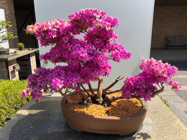ist ficus ginseng ein bonsai Ficus Ginseng – Elegant Bonsai-Style Houseplant main image 1