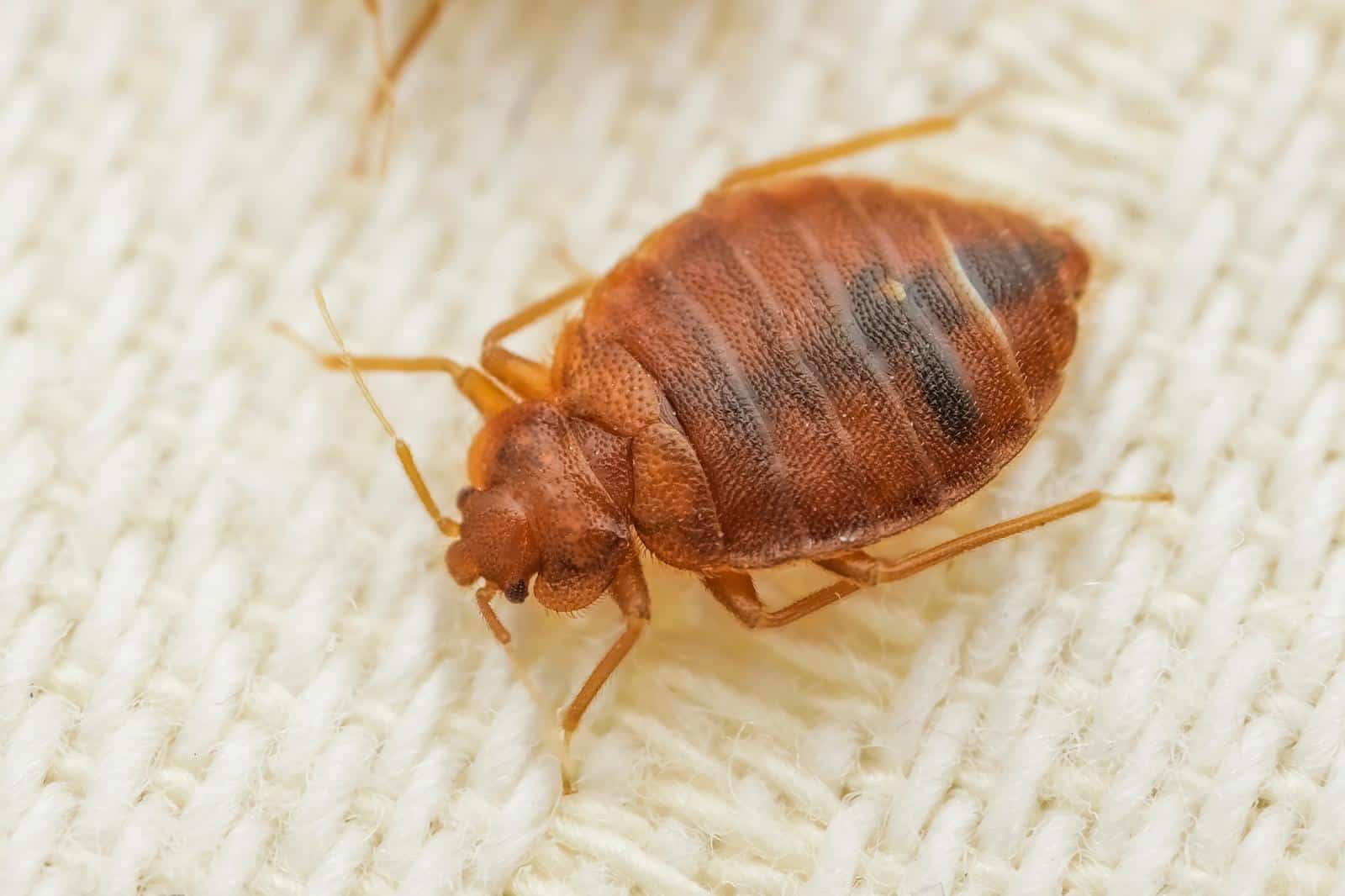 Florida Bed Bug Lawyer