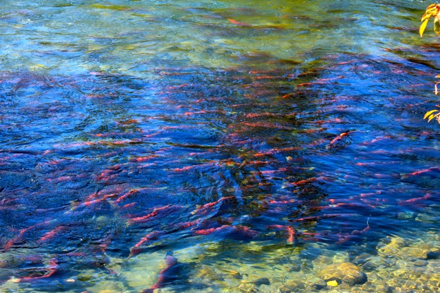 Salmon run