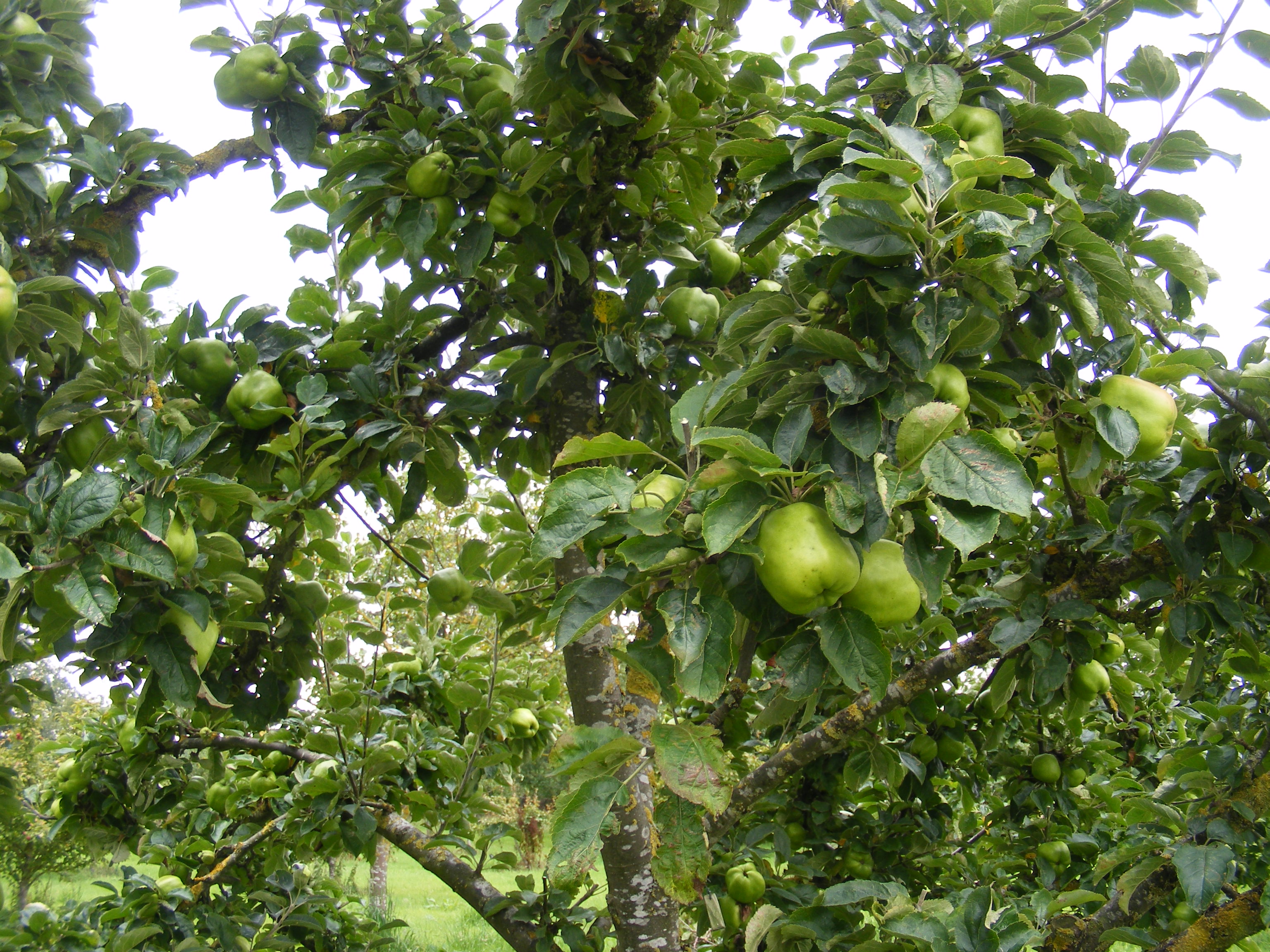 a healthy tree supporting classic local heritage fruit and healthy lichen, showing how clean the air is in the orchard