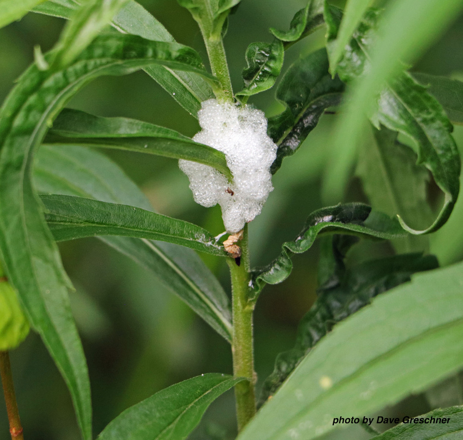 Summers of spittlebugs
