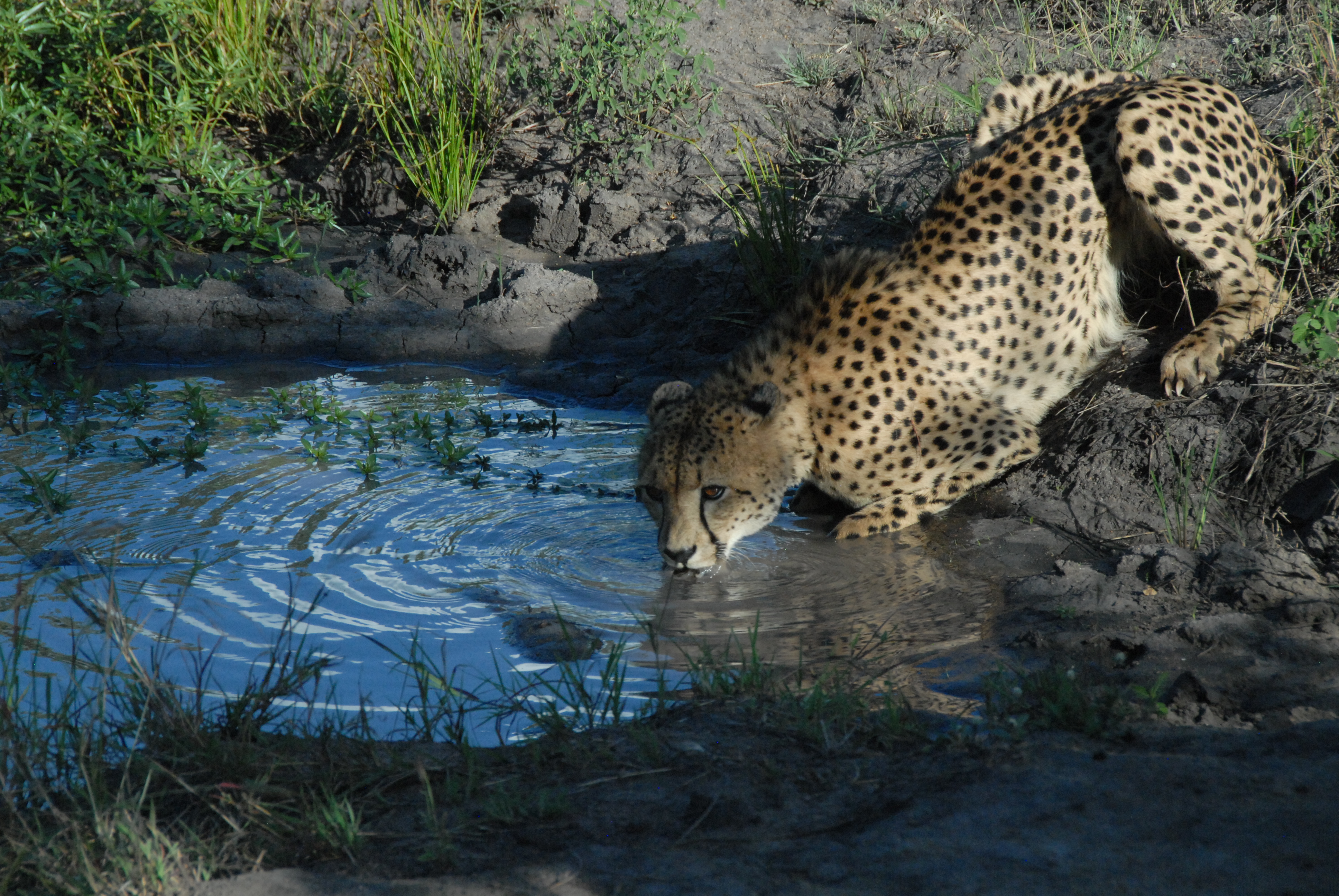 cheetah keeping an eye on us