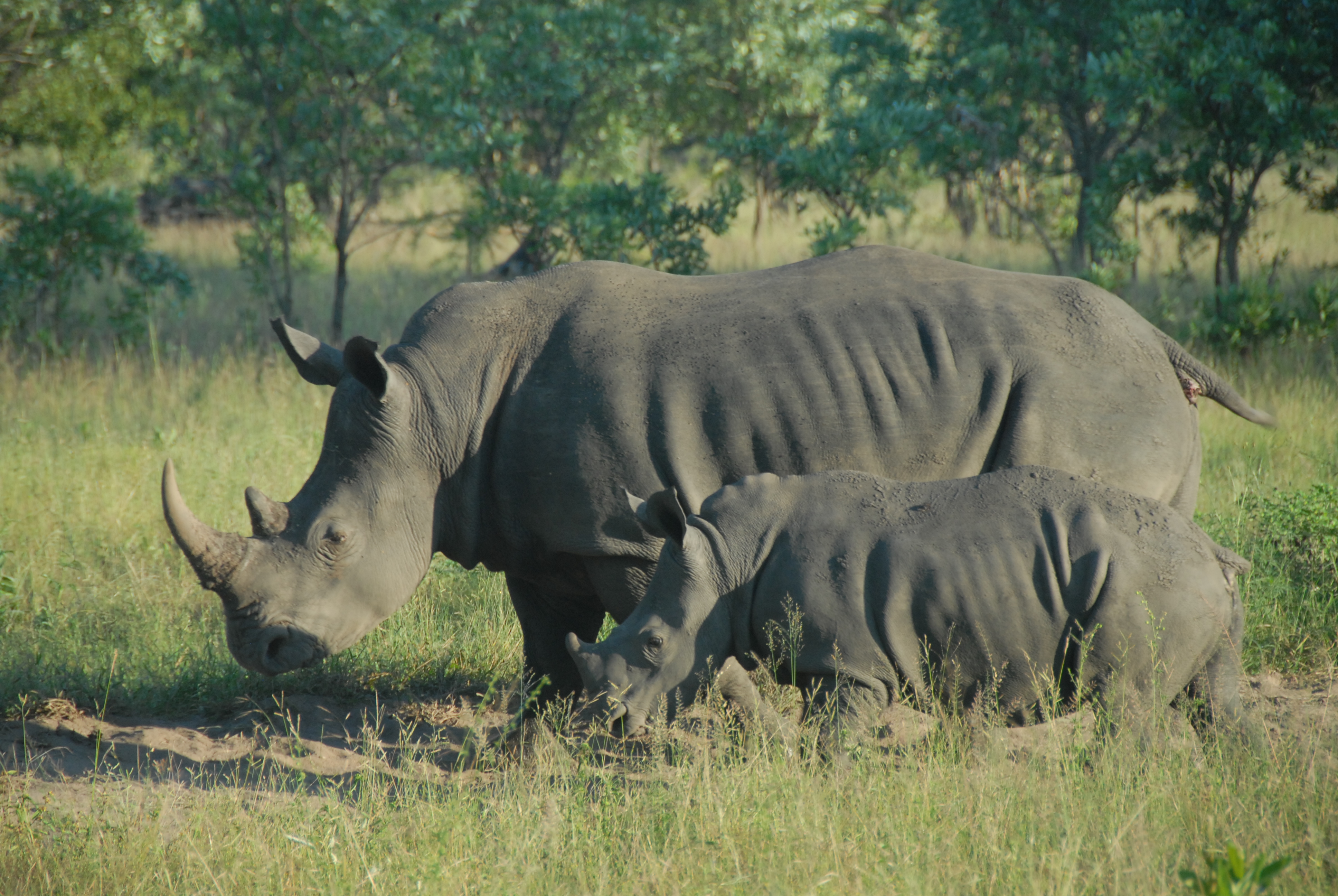 mom and junior rhino