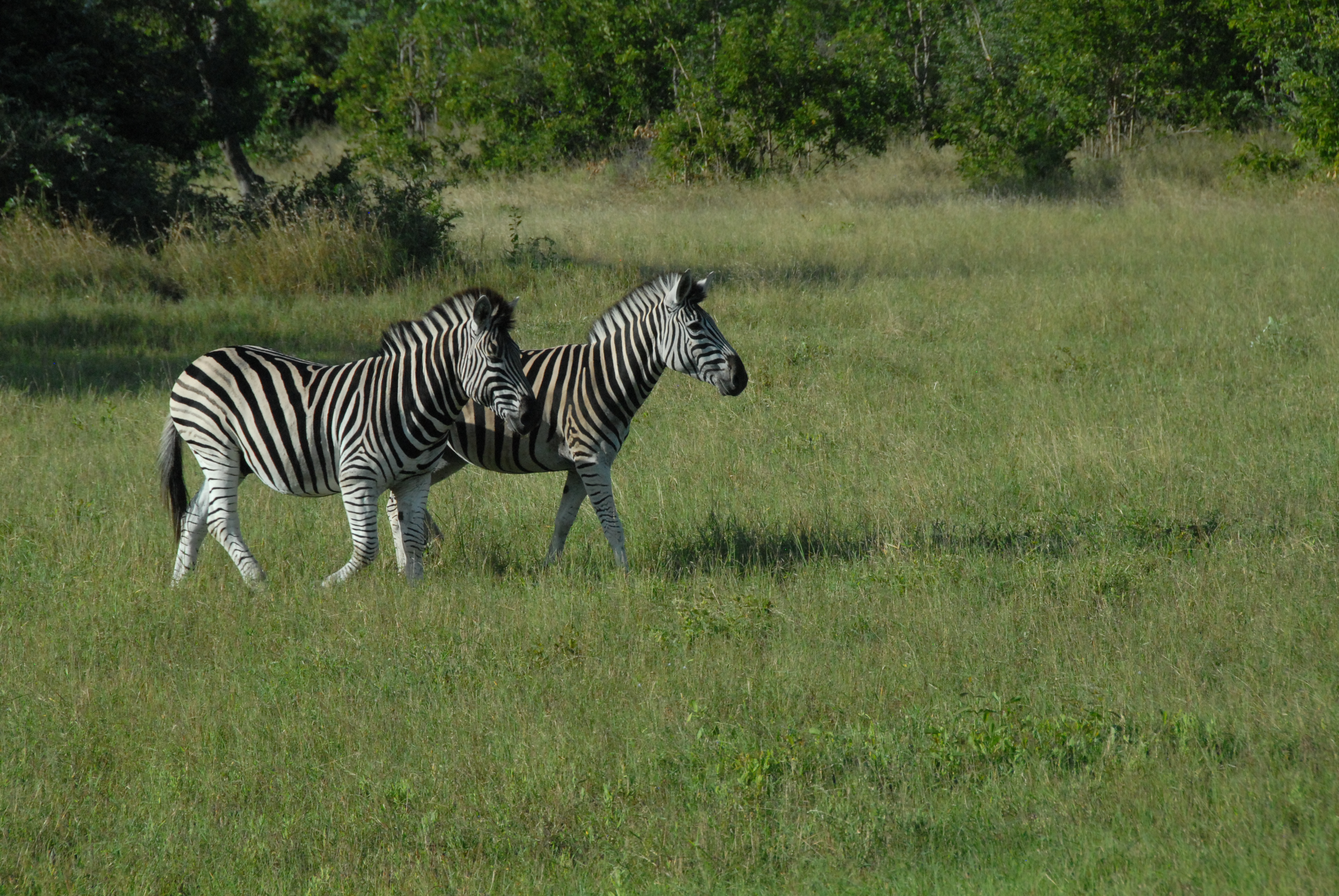 defenders of the impallas