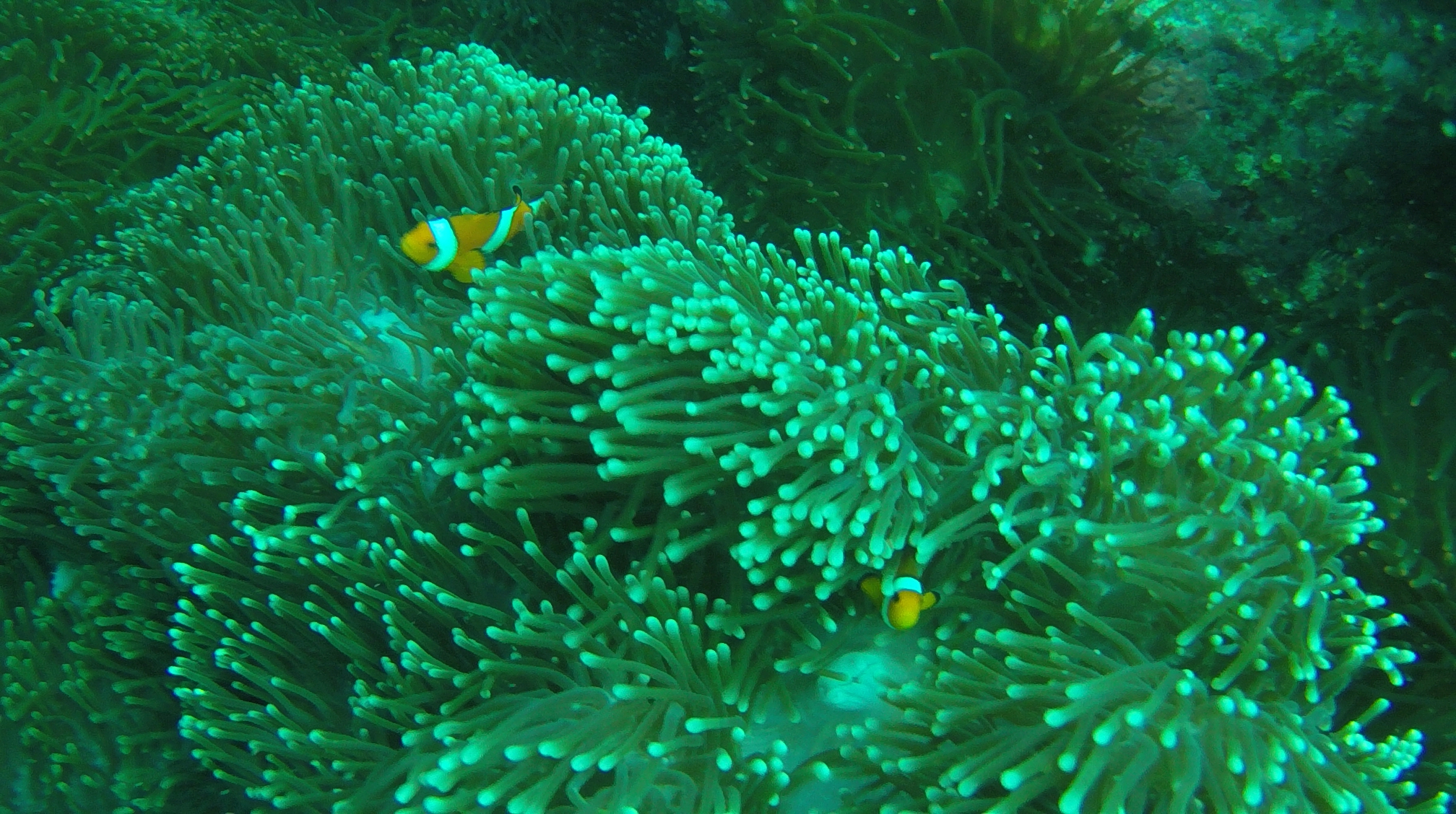 DCIM100GOPROG0132840.