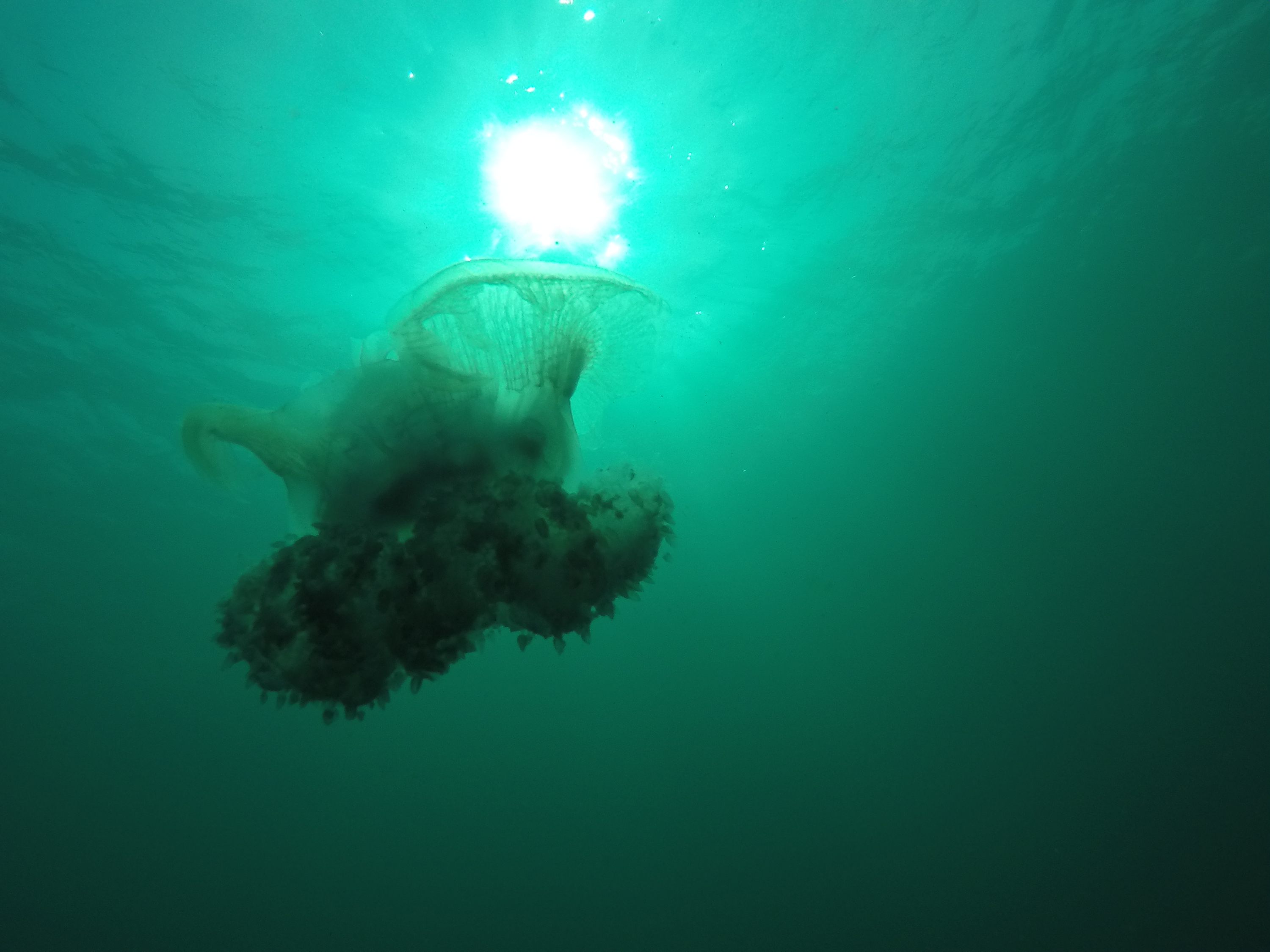 DCIM100GOPROGOPR2859.