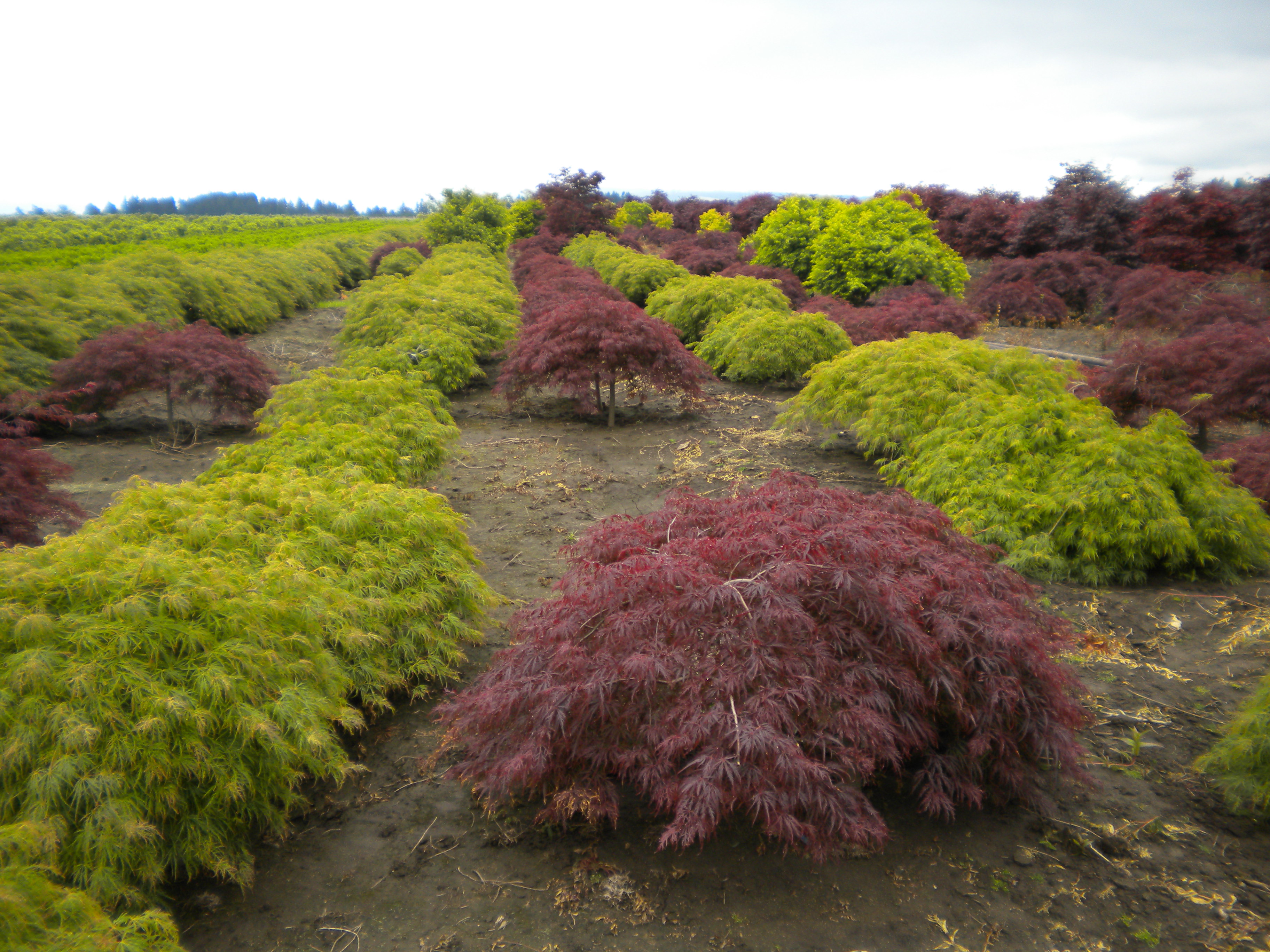 Japanese Maple Trees For Sale Georgia Kinsey Family Farm