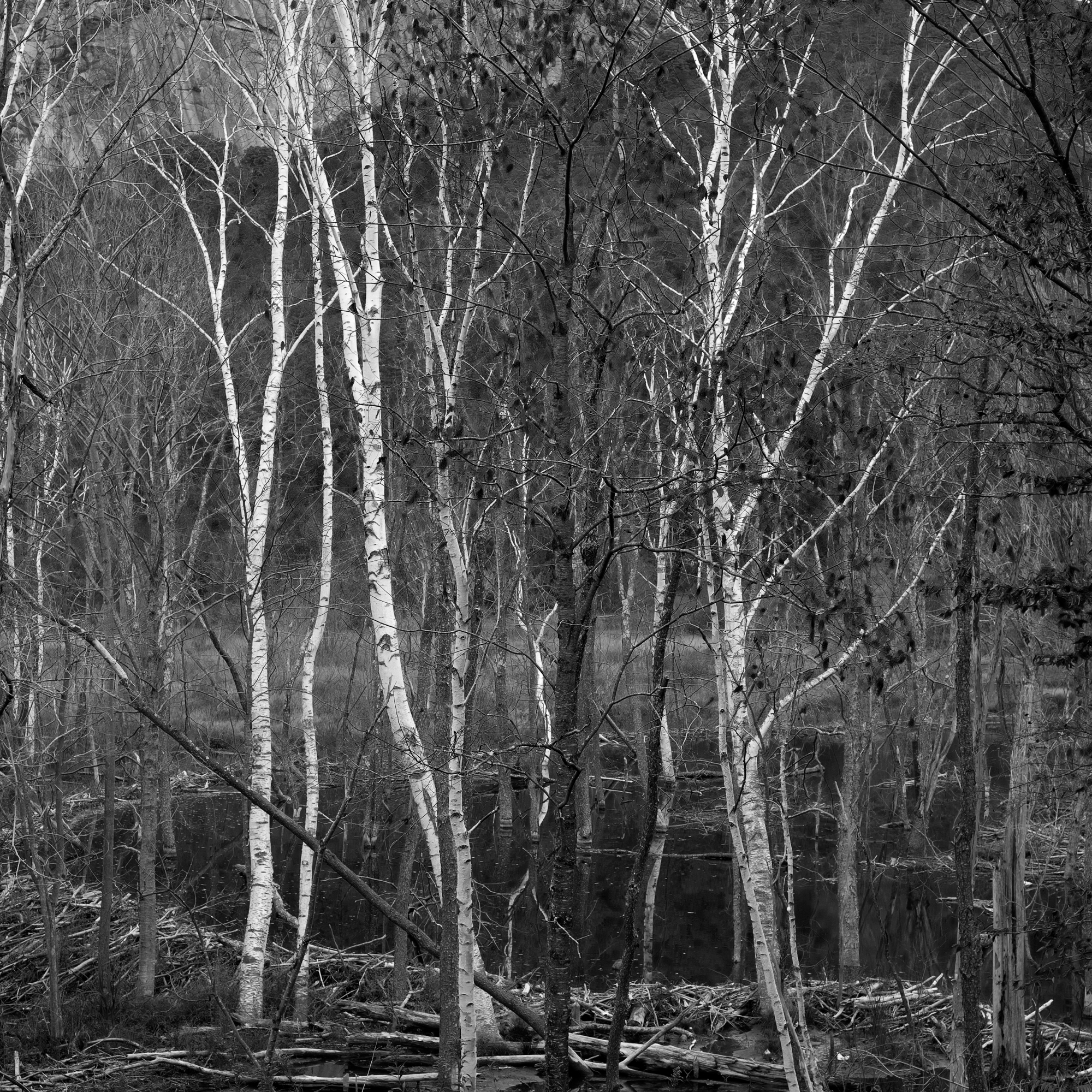 Birch Bog, Pike, New Hampshire