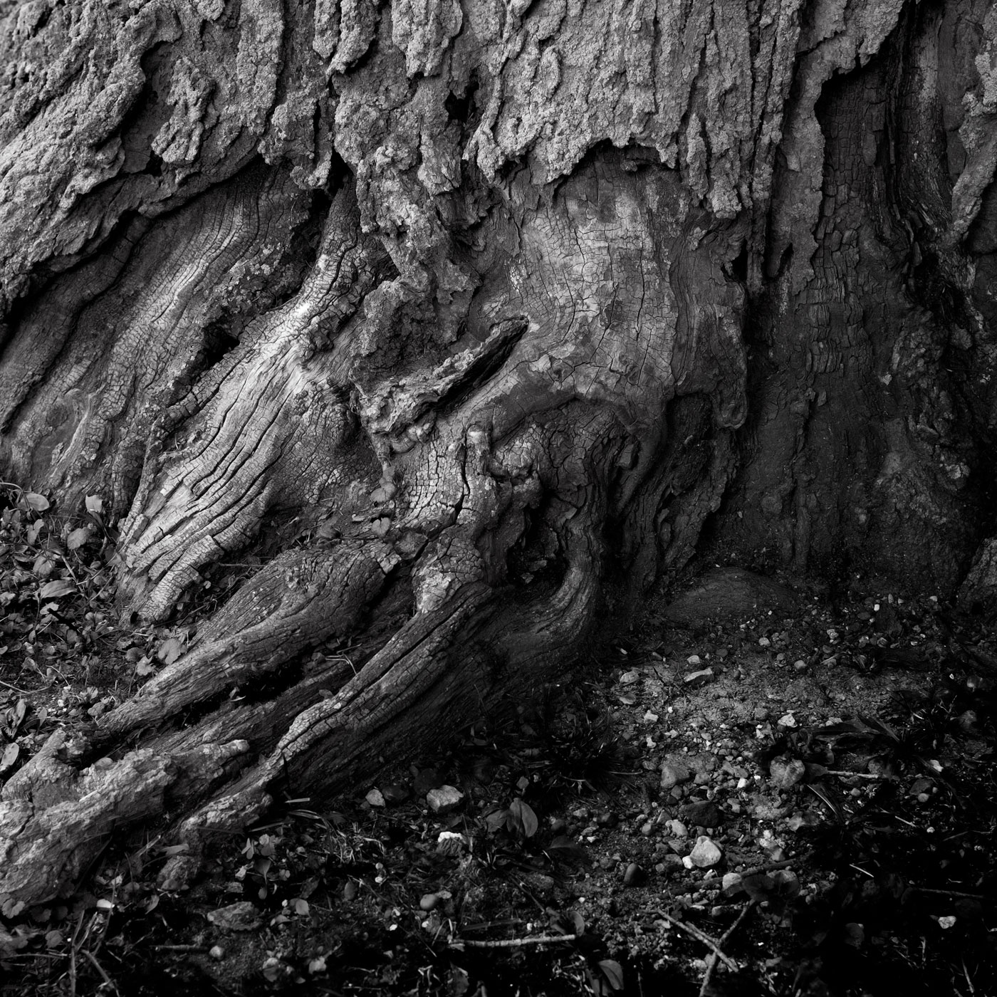 Tree Roots