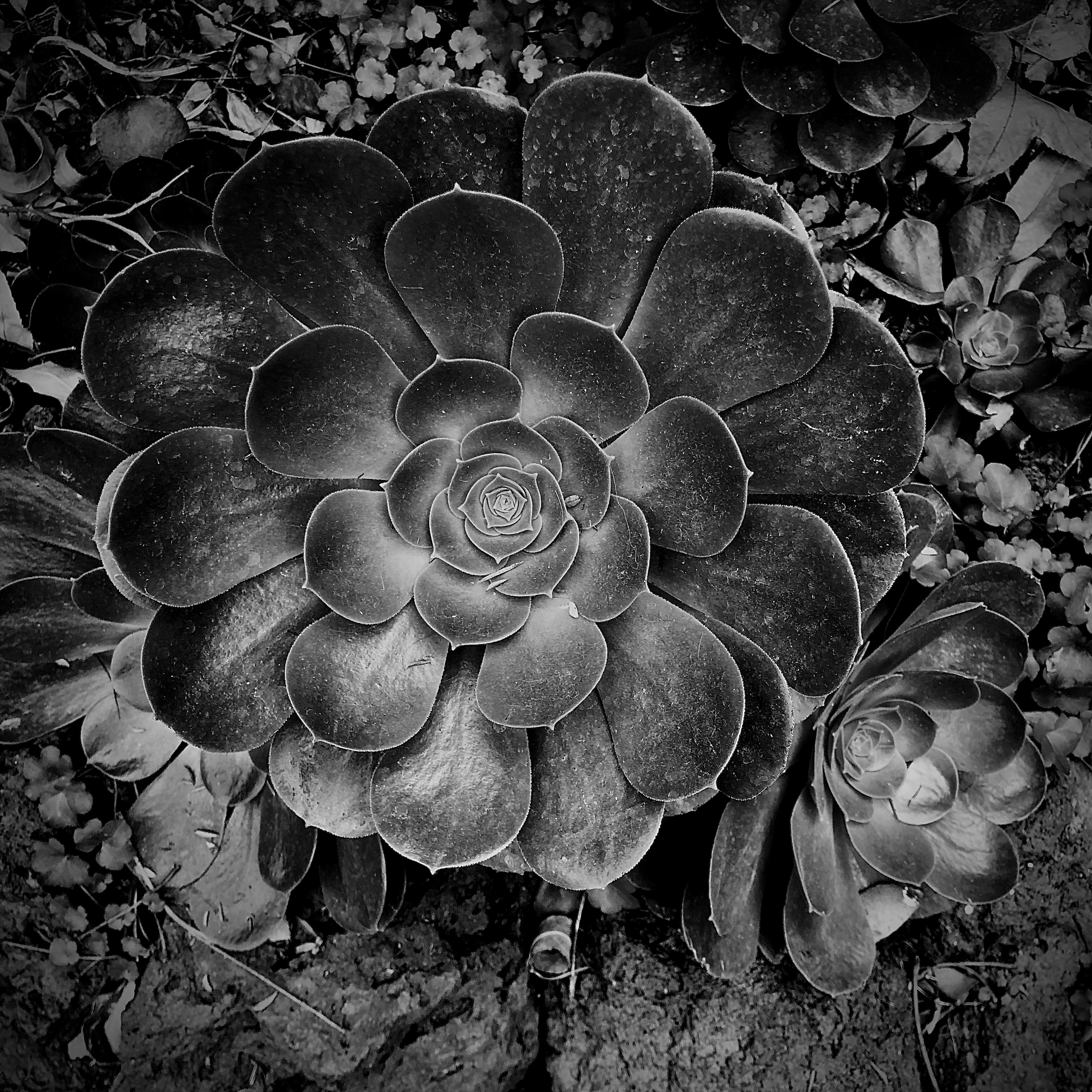 In the Garden of the Blue House