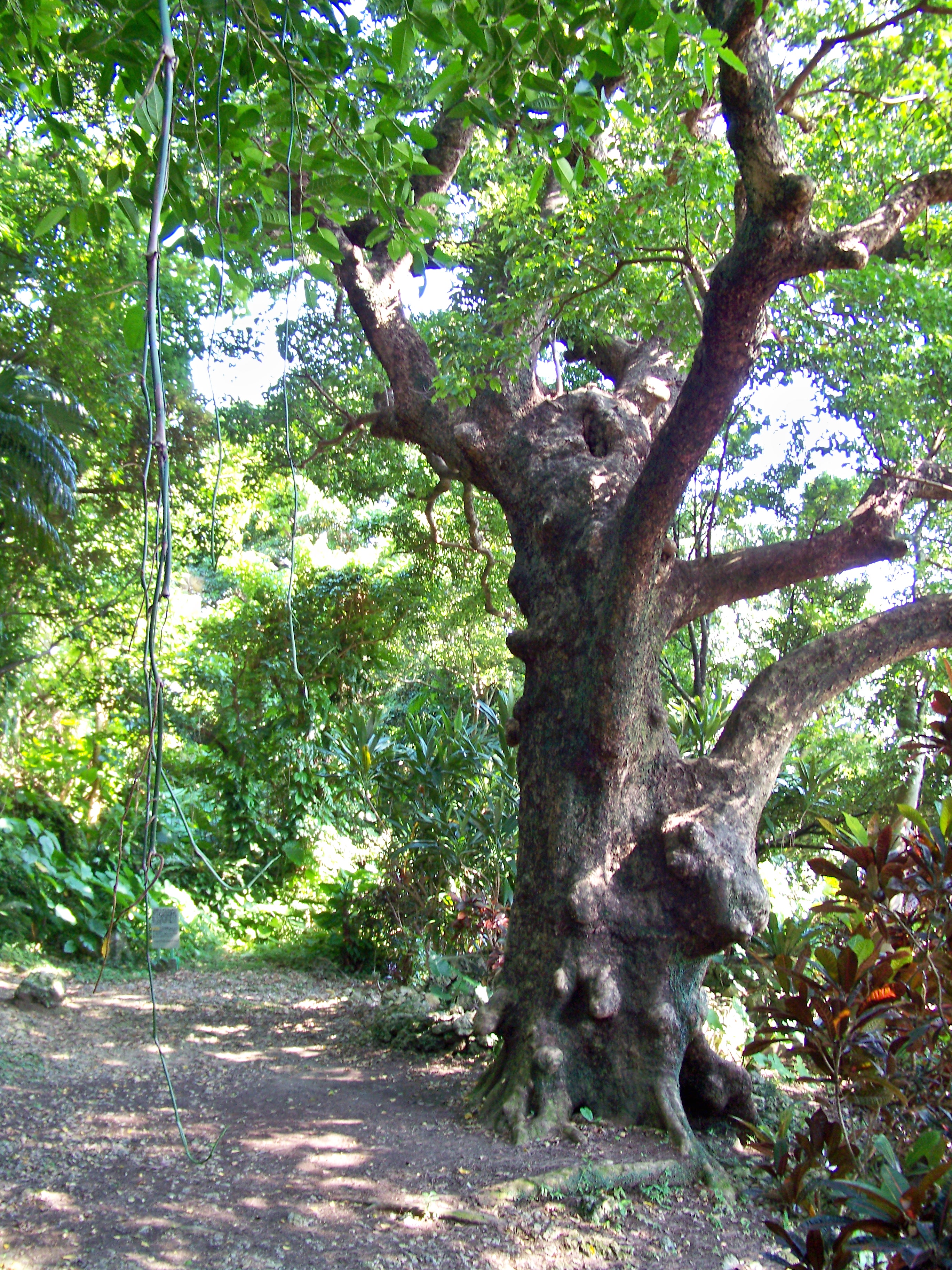 An 800-year-old tree!