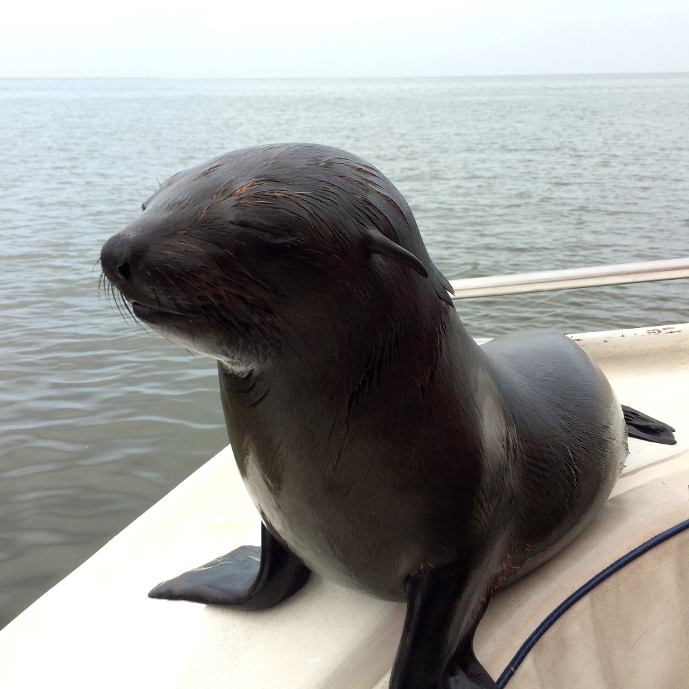 Walvis Bay cruise