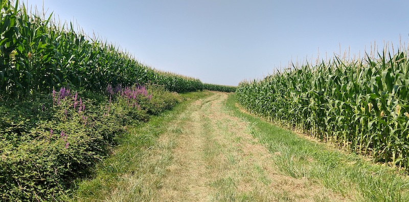 Deep Into the Denouement