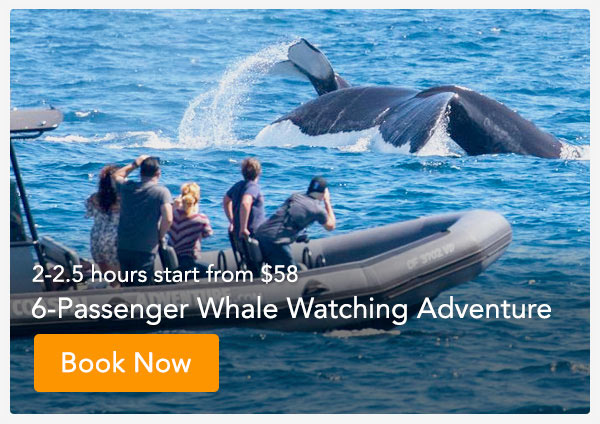 High season for the humpbacks off hawaii. Best Time Of Year For Whale Watching By Seasons Daveys Locker