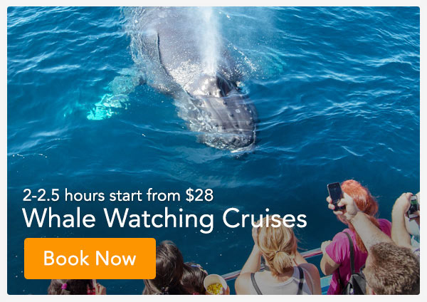 Picture Very good chances of seeing blue whales in southern australia. Best Time Of Year For Whale Watching By Seasons Daveys Locker