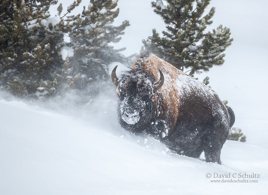 Join the ultimate winter wildlife photo safari in yellowstone national park. One Spot Available Winter In Yellowstone Photography Tours Winter In Yellowstone Photography Tour