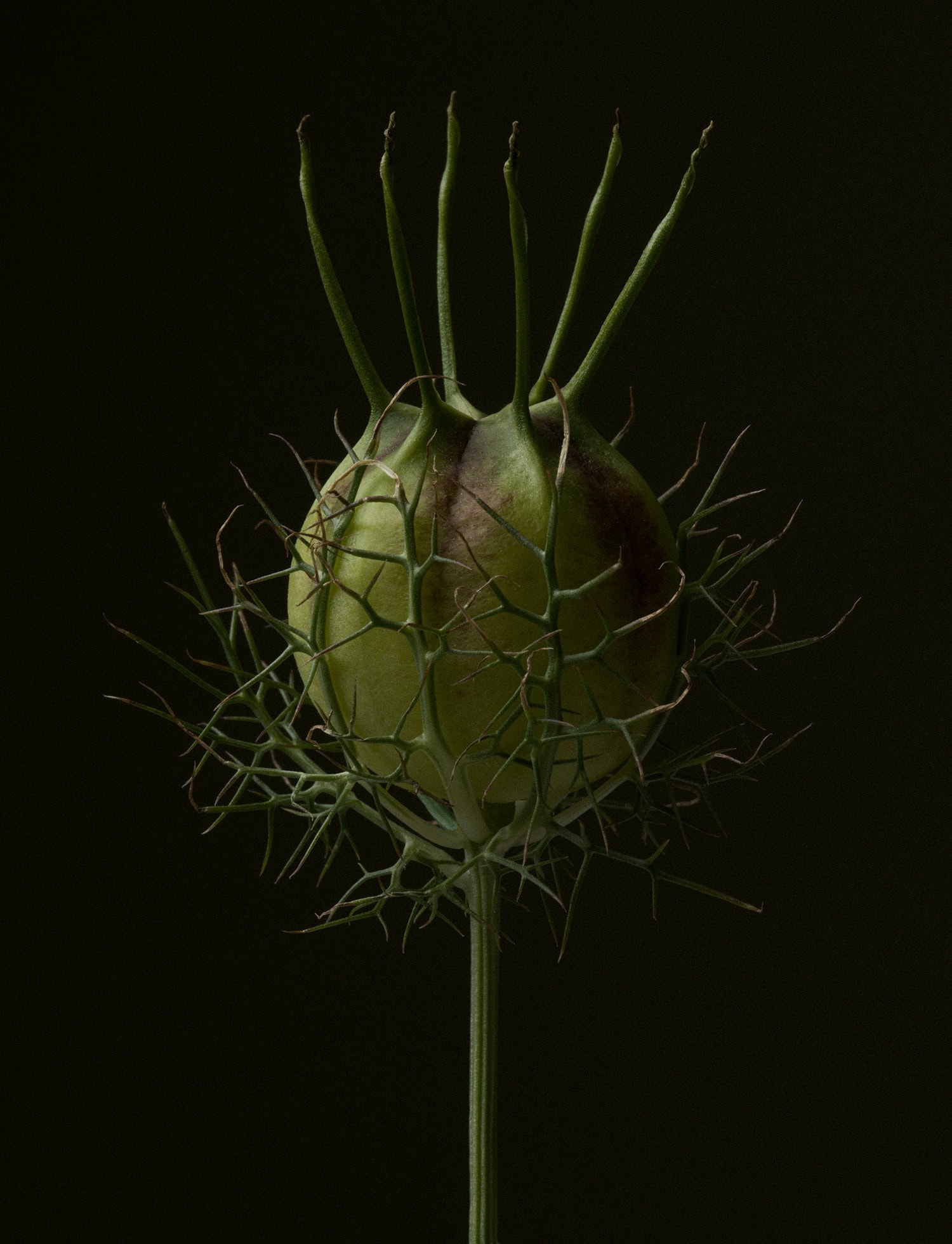 Stacked from 6 images. Method=B (R=8,S=4)