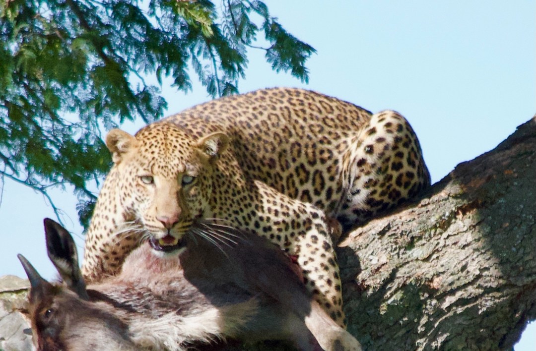 leopard
