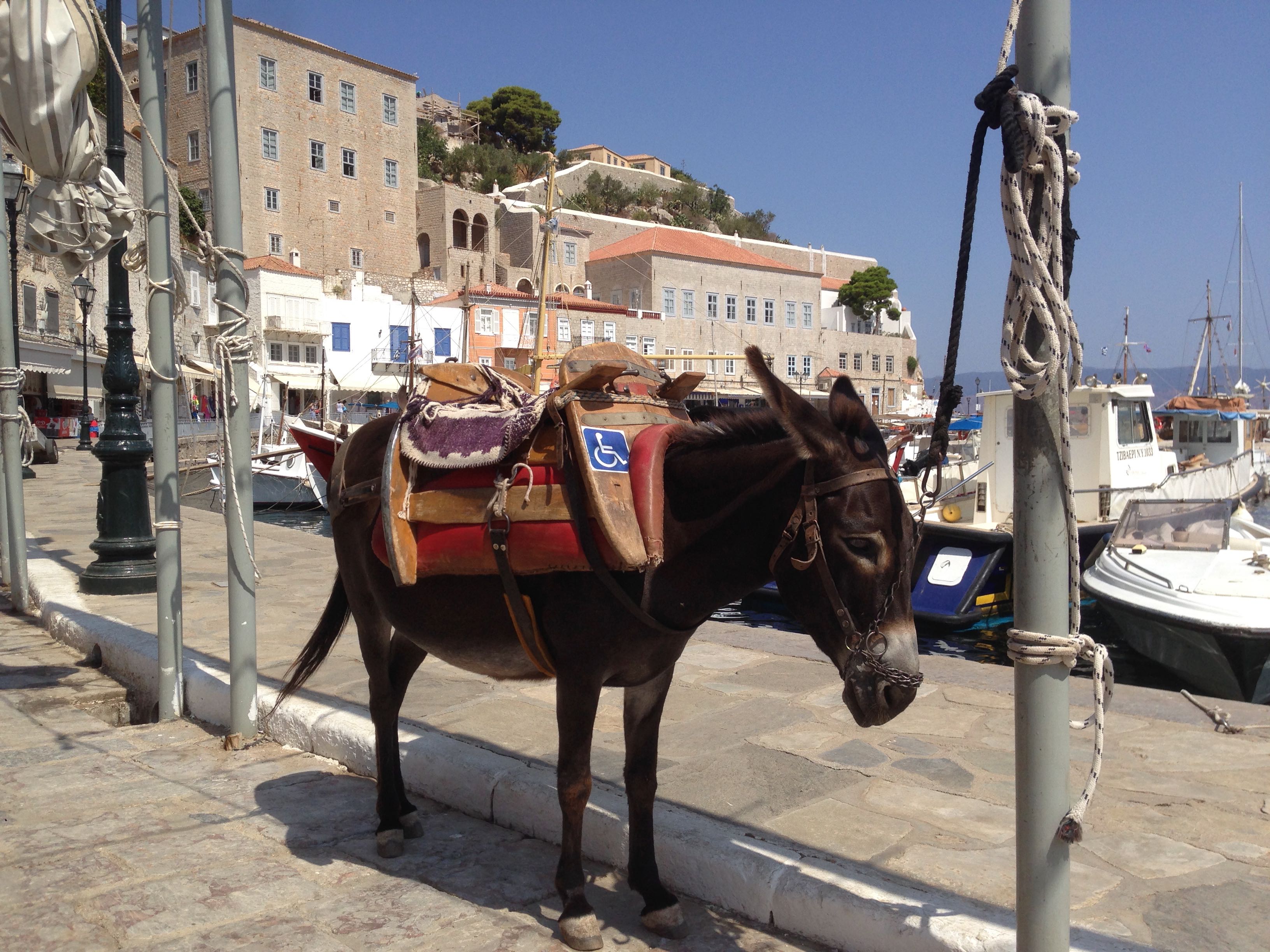 Hydra Donkey